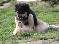 H Wurf 21.02 (86) : H-Wurf vom Tüfelsland geb. 31.12.2015 vom 20.02.16